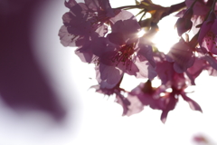 河津桜2021
