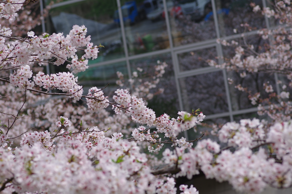 続花見は写真で