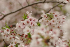 雨上がりお花見2021