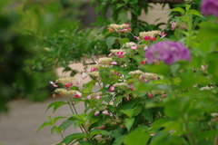 実家庭の紫陽花