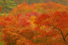 夫婦で紅葉狩り