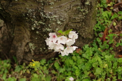 雨上がりお花見2021