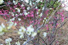 冠梅園