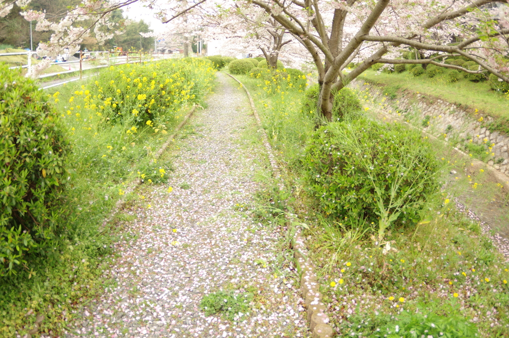 雨上がりお花見2021