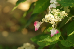 庭紫陽花