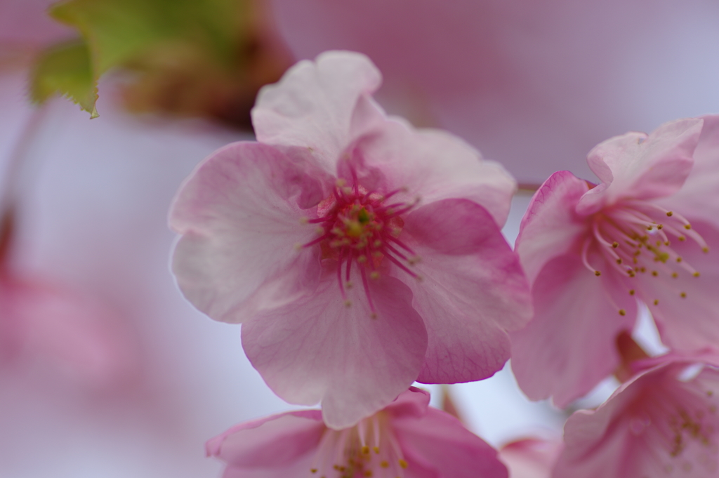 桜は表