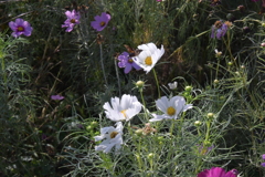 親子で秋桜撮影