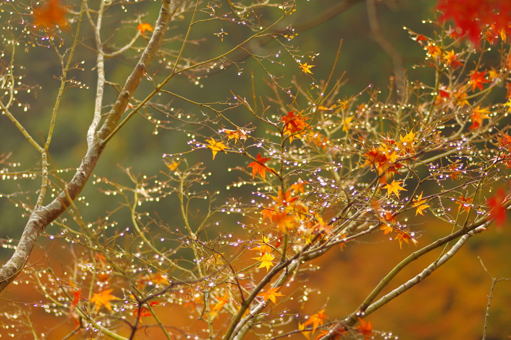 夫婦で紅葉狩り