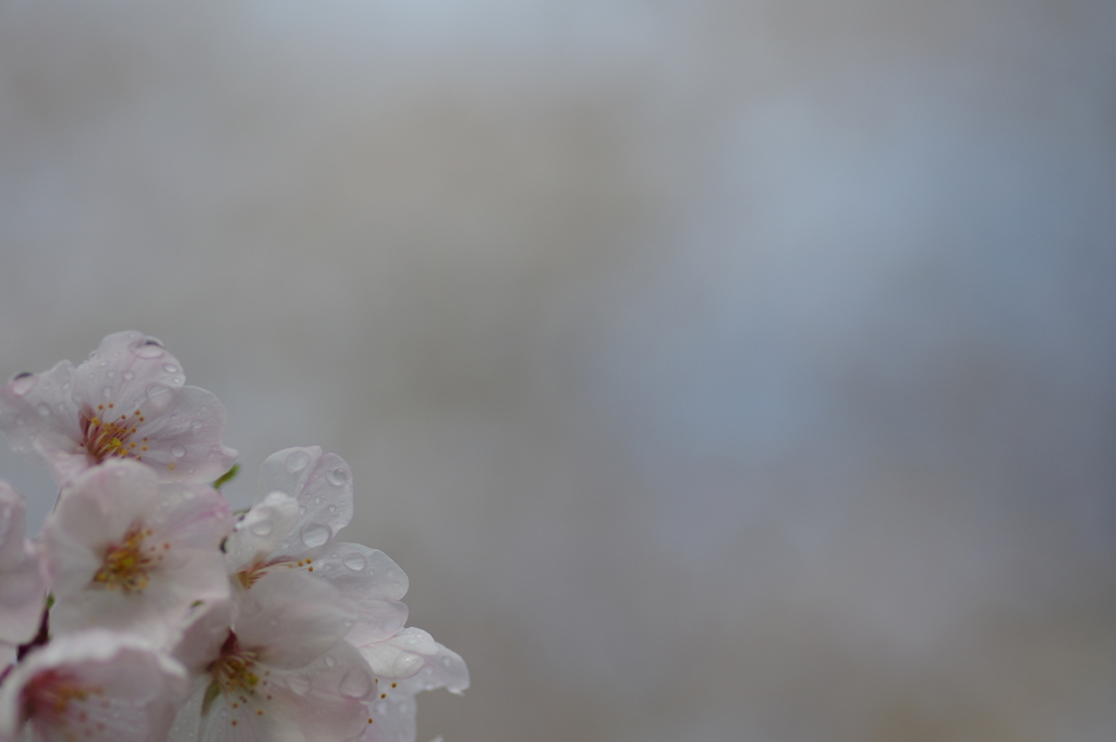 雨上がり一人でお花見