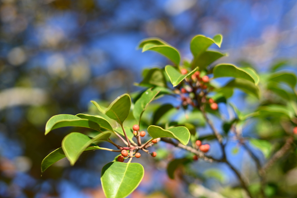 初めての一眼と紅葉W