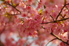 河津桜2021