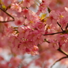 河津桜2021