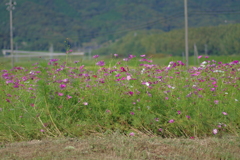 秋桜