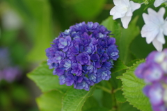 庭紫陽花