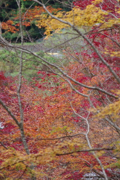 親子で紅葉狩り