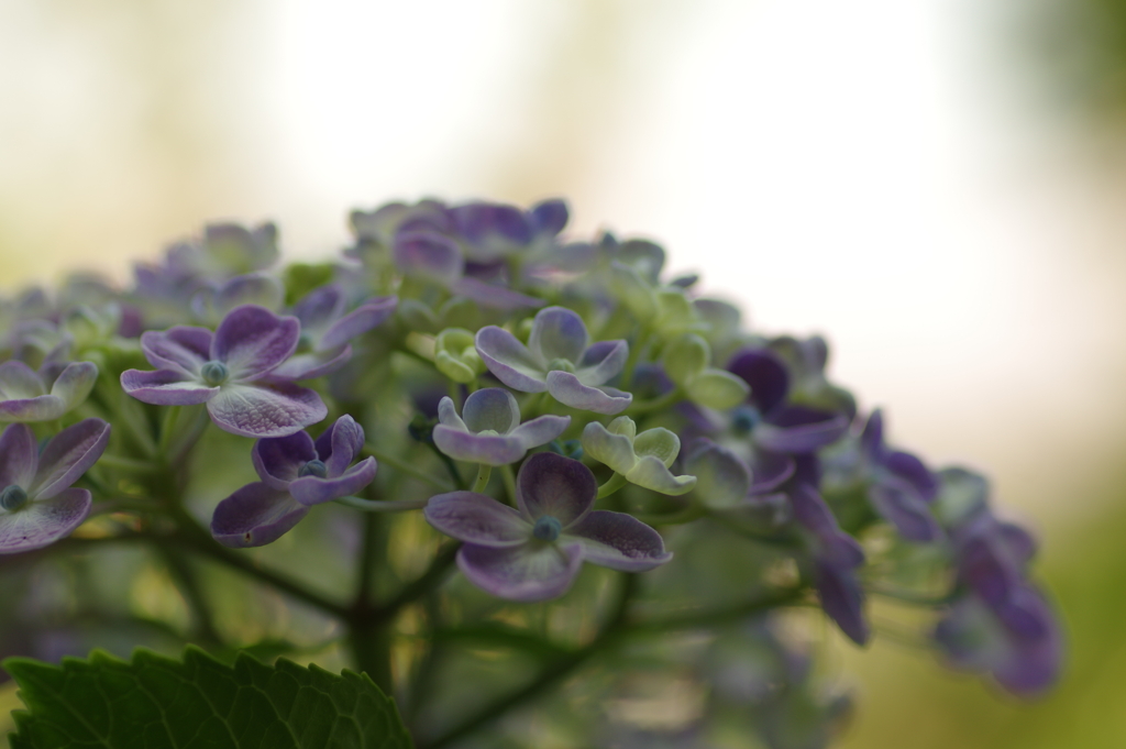 庭紫陽花