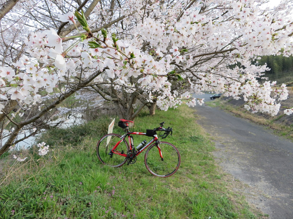 お花見ポタリング