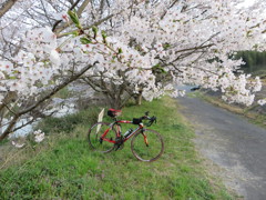 お花見ポタリング