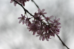 子供を抱えながらの花見