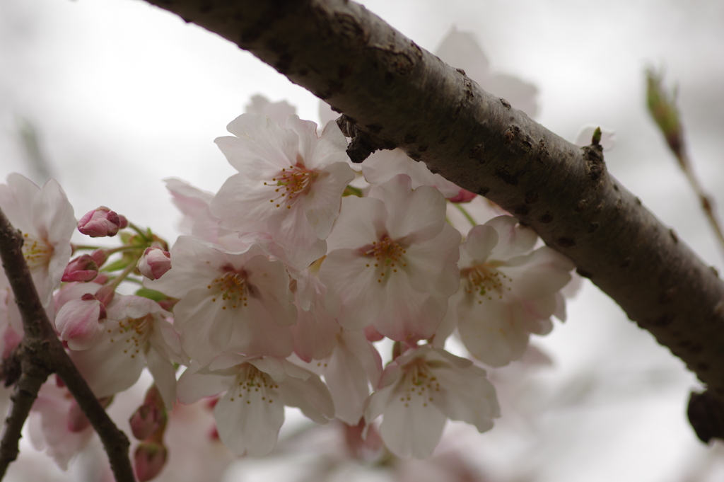 花見はカメラで
