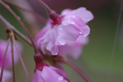 雨上がり一人でお花見