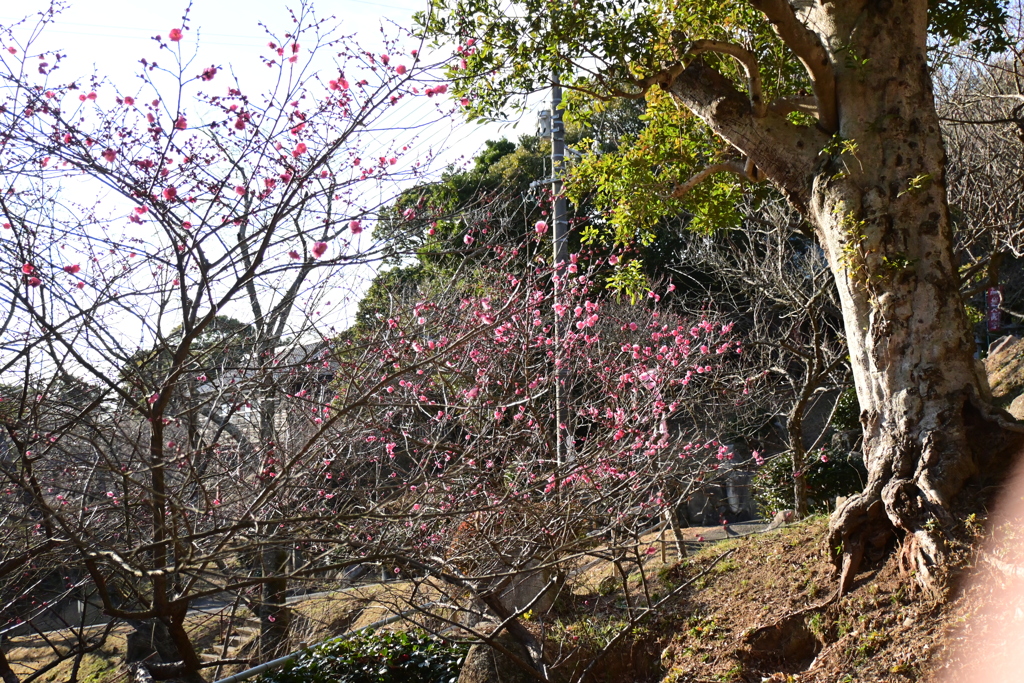 冠梅園