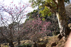 冠梅園