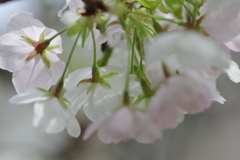 満開まであと少し
