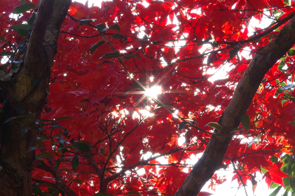 伊藤公記念公園の紅葉
