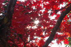伊藤公記念公園の紅葉