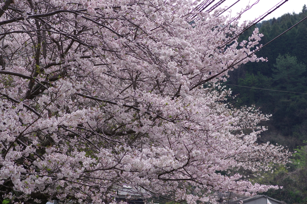 続花見は写真で