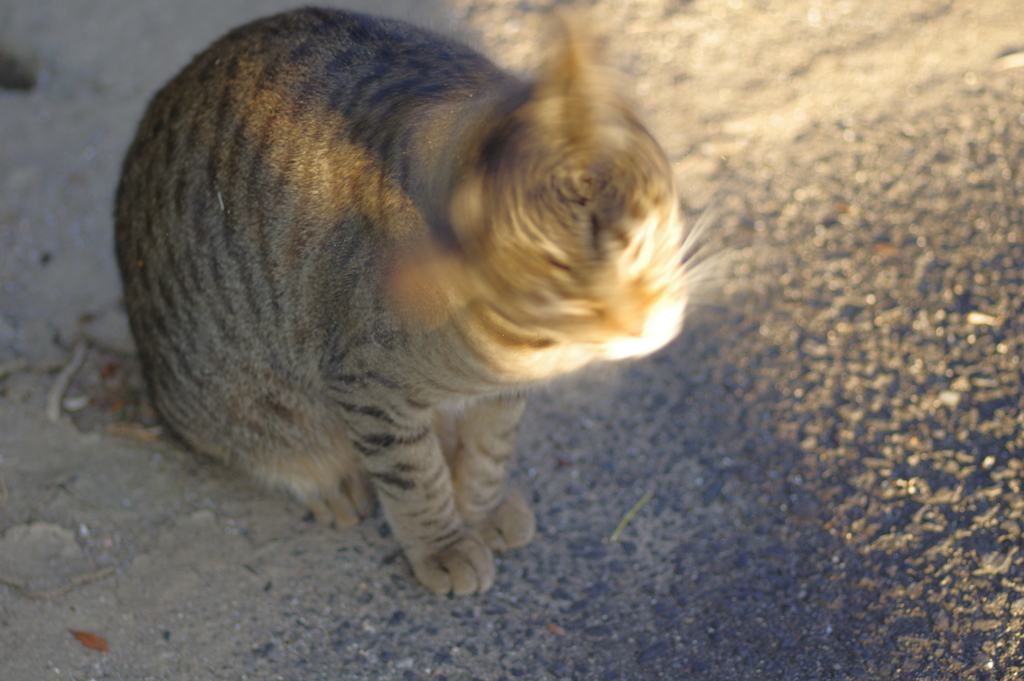 ヘッドバンキング