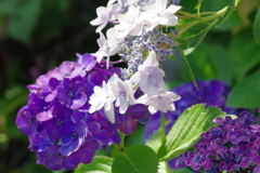 実家庭の紫陽花別日