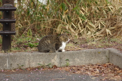 待ちぼうけ