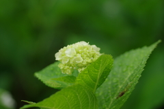 梅雨入りと紫陽花