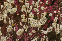 冠梅園
