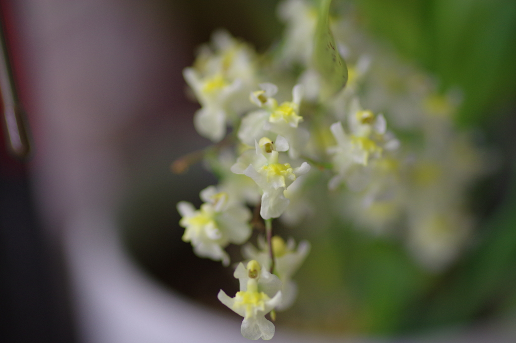 ウェルカムフラワー