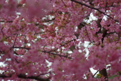 家族で河津桜