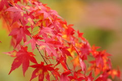 紅葉狩り２０２１