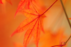 紅葉狩り２０２１