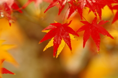 夫婦で紅葉狩り
