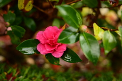 夫婦で紅葉狩り