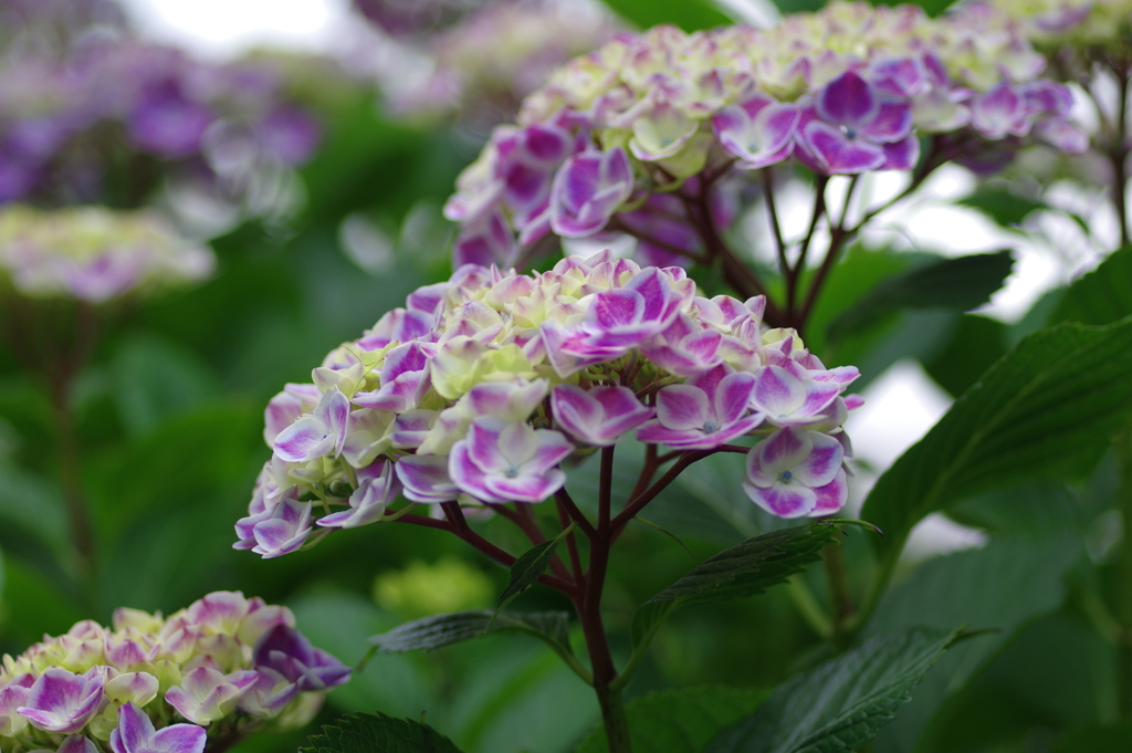 紫陽花始まりました