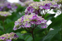 紫陽花始まりました