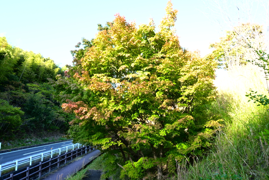 スポーツ公園内でウォーキング撮影