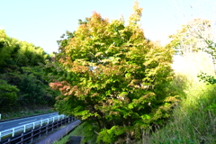 スポーツ公園内でウォーキング撮影