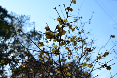 冠梅園
