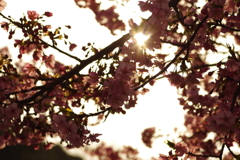 河津桜2021