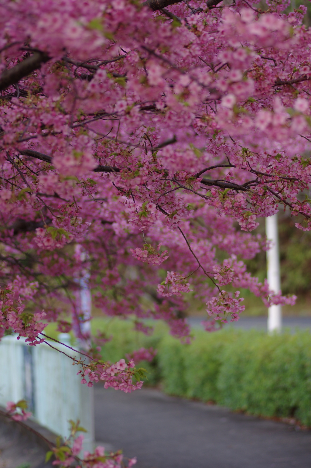 家族で河津桜