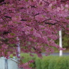 家族で河津桜